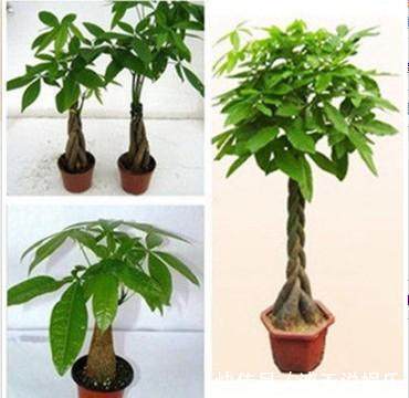 别乱养花,要养就养它,“镇宅辟邪”旺财、养人,有钱人都在养