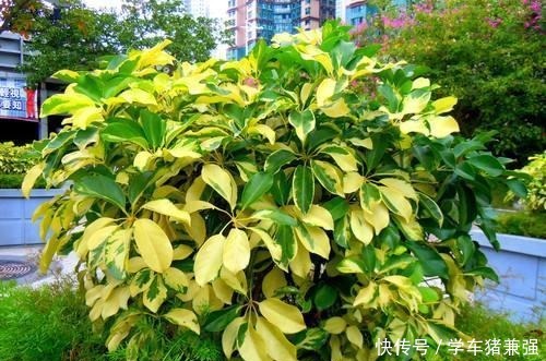 这2种树能招财,花市卖的不便宜,其实自己能扦插,几天就能发芽!