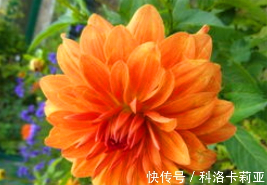 家庭盆栽大丽花,把握“4个要点”,不黄叶开花多,过年开爆盆