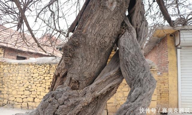 胶东游记：莱阳、海阳和栖霞，都有“紫藤抱古树”的风景