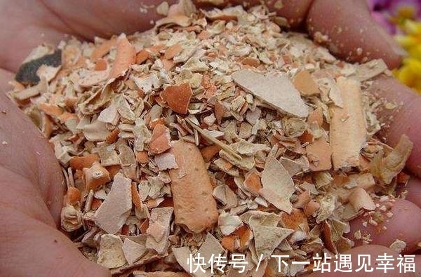 肥料|自从学会用蛋壳养花后,家里再没掏过一分钱买肥料