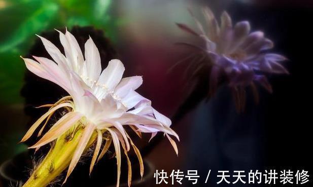 浇水|仙人掌类植物长得太慢,几个能帮助它们快速生长的技巧教给你