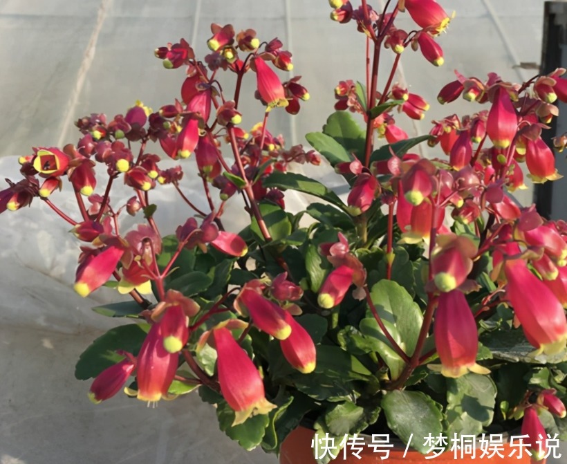 爆花|它是肉质“网红花”,寓意吉祥,掌握住技巧,植株轻松爆花