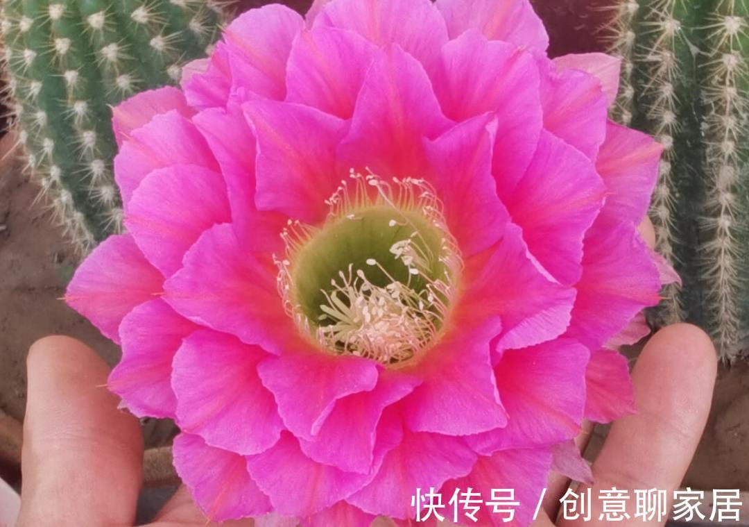 凤仙花|10种花开完不要剪，等20天之后，1盆变多盆