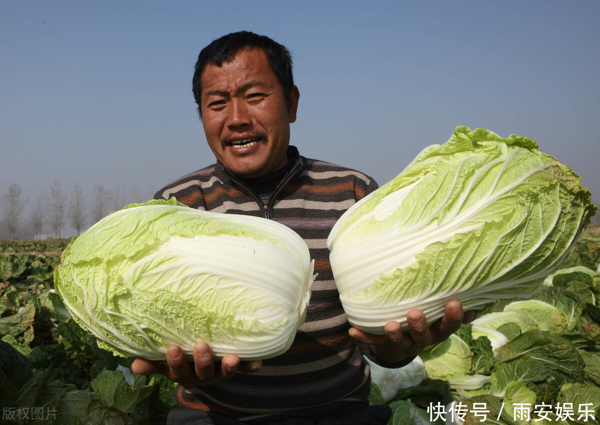  冬天囤白菜，到底买黄色的还是买绿色的老农教我一招，真受教了