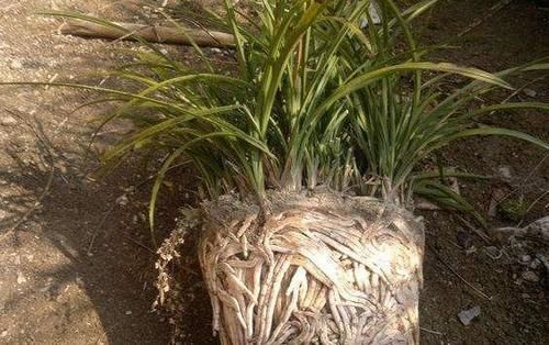 兰花分盆什么时候最佳？