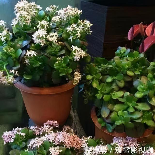 腐殖质|8种“丑花”，个个都有好兆头，家里养几盆，镇宅吉祥，越养越爱