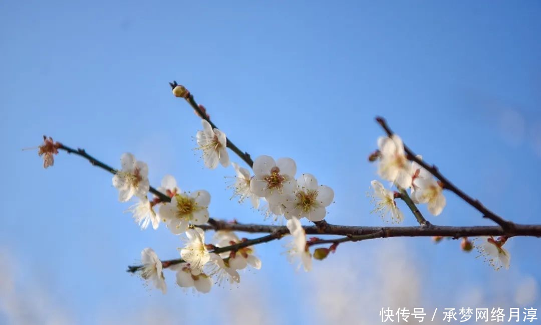 老年|【美图】小编带您赏万亩青梅花海