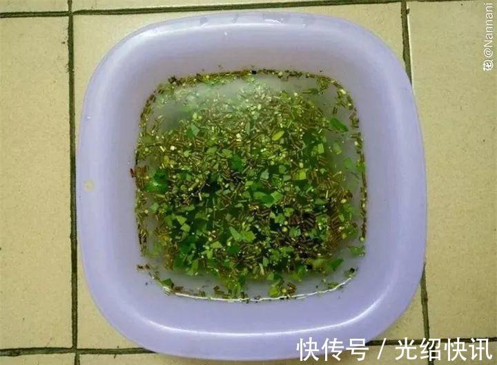 根系|它是天然“生根剂”，给花浇一点，根系壮猛发芽！