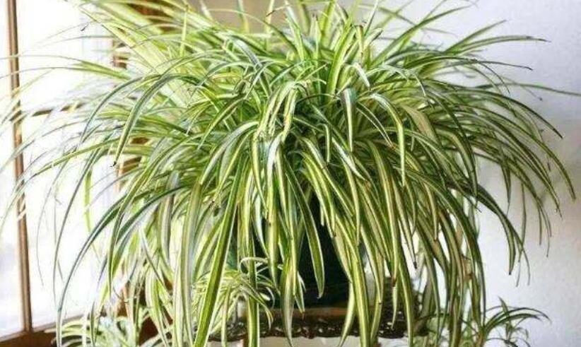 卧室摆上5种漂亮花，改善空气有助睡眠，一养就上瘾