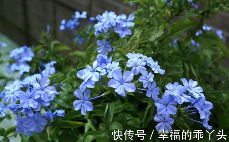 蓝雪花|冬天蓝雪花除了要藏起来养，还有2点很重要，不枯枝，能储存能量