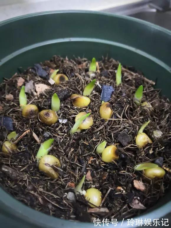 3种“碎渣渣”,是养花的好材料,掺土里花儿蹭蹭长,开爆盆!