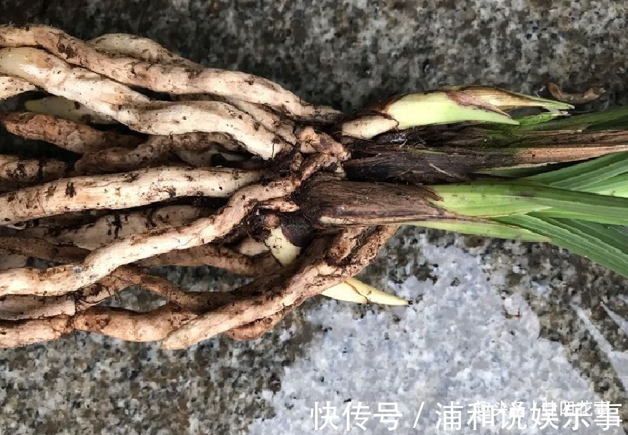 根系|网购兰花服盆难,关键在于上盆前,简单4步服盆快,不僵苗发芽多