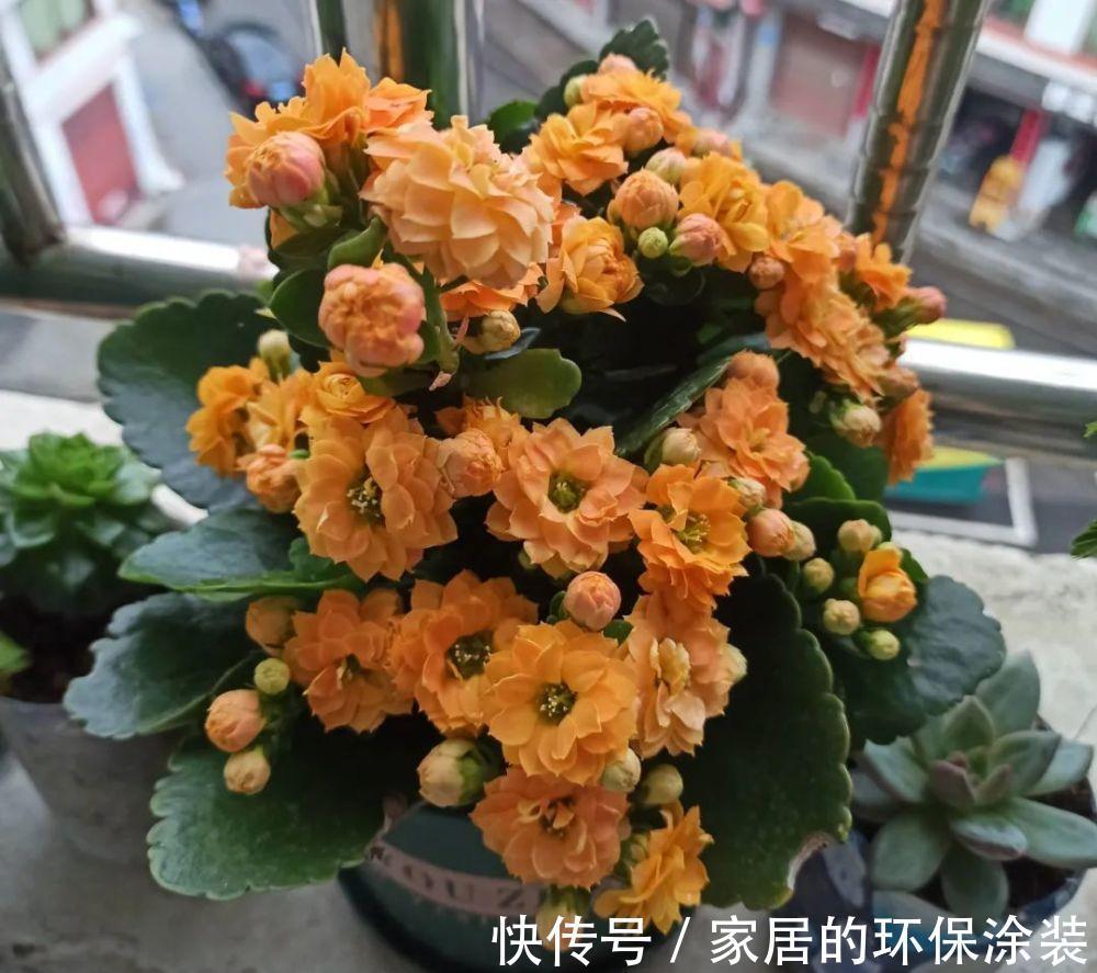 进入10月，建议扦插5种花，温度适宜利于生根，成活率直线上升