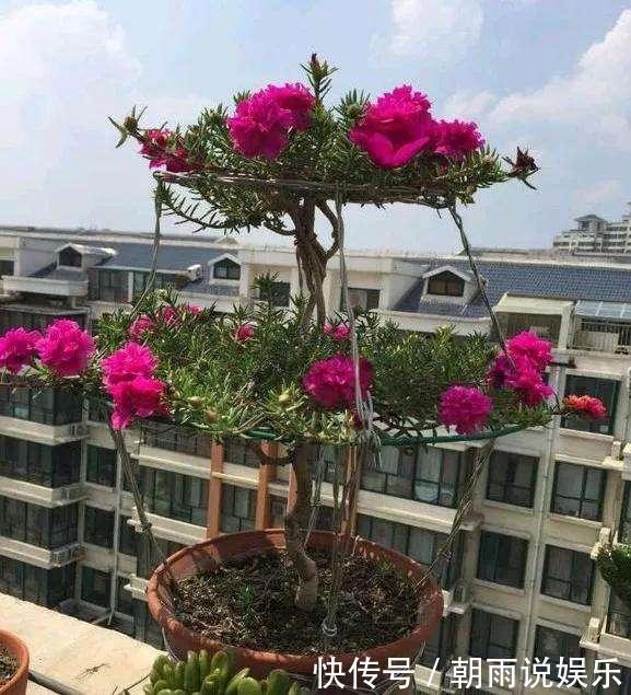 一年生|养一年生太阳花和宿根太阳花，用1招，一棵养2年，开花多变老桩