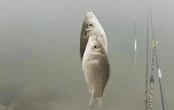 钓位|天气冷了,这个选钓位的“绝招”让你连杆不停!