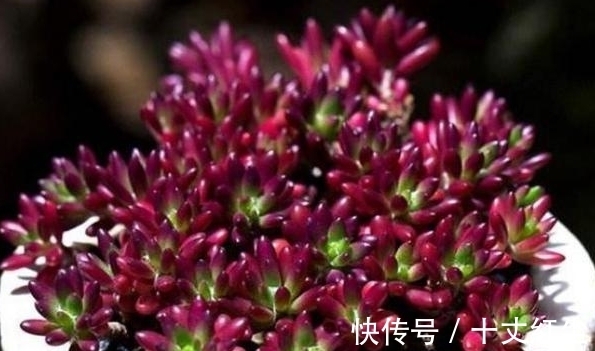 多肉|农历8月4日白露后,养什么多肉?以下3种多肉,繁花似锦户发春光