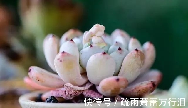 栽种多肉植物,不管状态如何,4大“原则”不要触碰!
