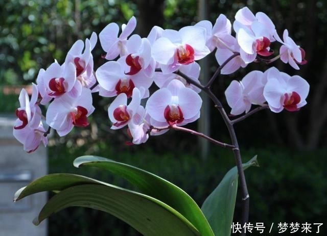 神奇|4种花别用土养,一浇水就烂根,最后1种很神奇,倒挂空中也开花