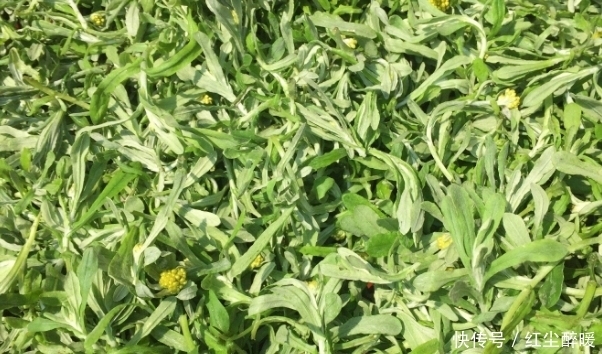 野菜|被称之为鼠耳菜,营养价值高,味道不比燕窝差!