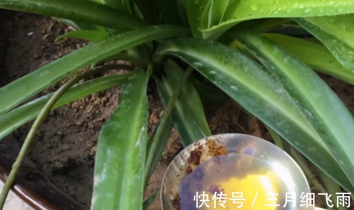 让8成养花新手都后悔的4个“妙招”,再看到别尝试