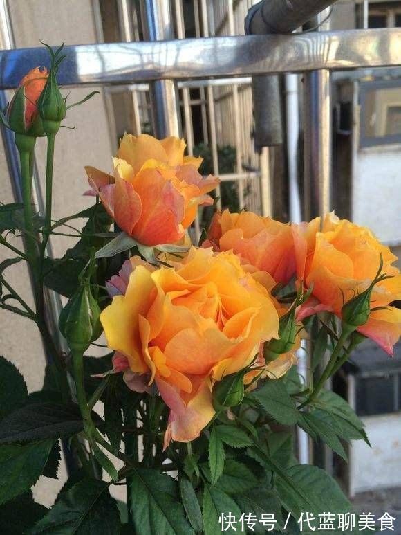 又美又香的月季花,还没入手太亏了,花期可是几百天