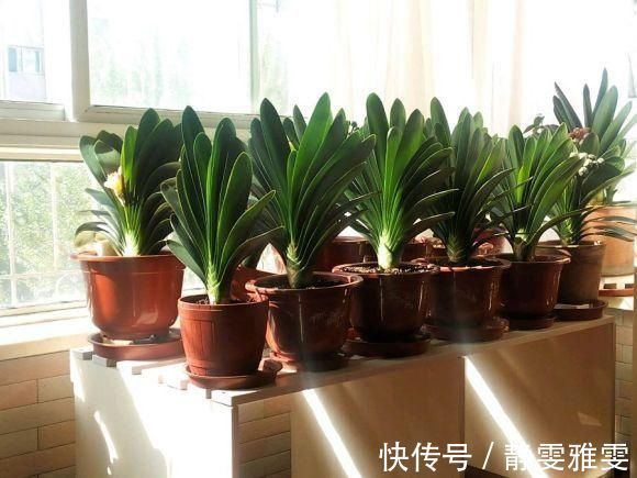 春夏秋冬养君子兰,浇水各不相同,“诀窍”在手,开花成“群”