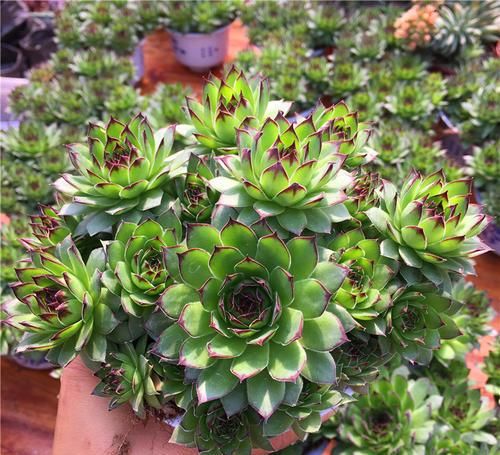 养了2年的观音莲不长个？直接砍了，冒出一圈小侧芽