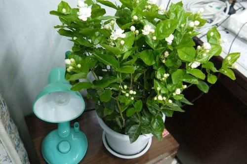 5月逛花市，捡漏很轻松，这4种花“闭眼入”，耐热抗晒开花多