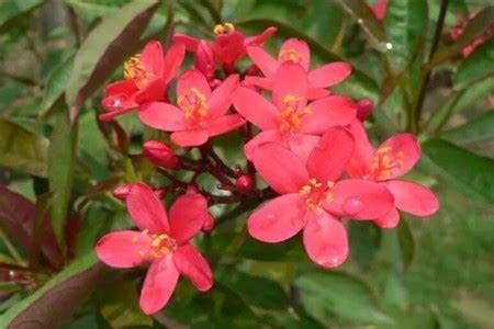 养花试试这几款,漂亮还好养,花开数量可以达到200多朵