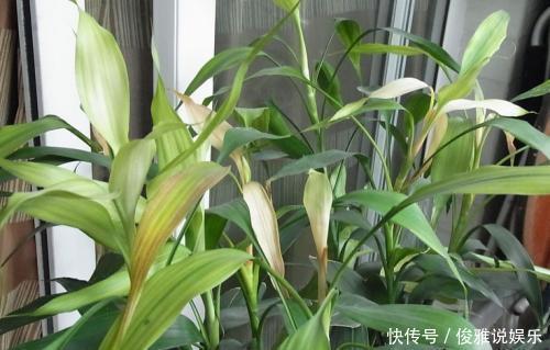 油绿|富贵竹老黄叶,扔个小药片,比花肥都灵,窜到屋顶还开花,好兆头