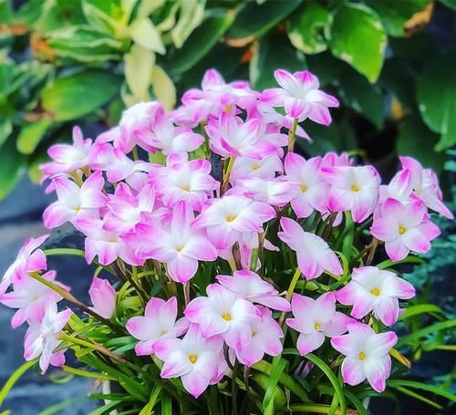  好养|超优秀的4种花，好看又好养，四季花不断，值得拥有