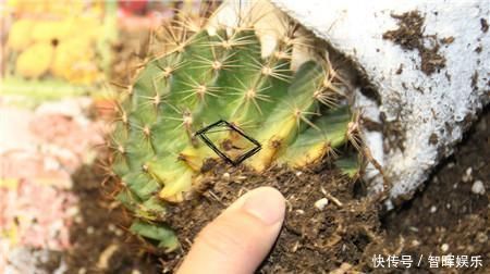 这五种花苗千万不要买不然买来养几天就后悔