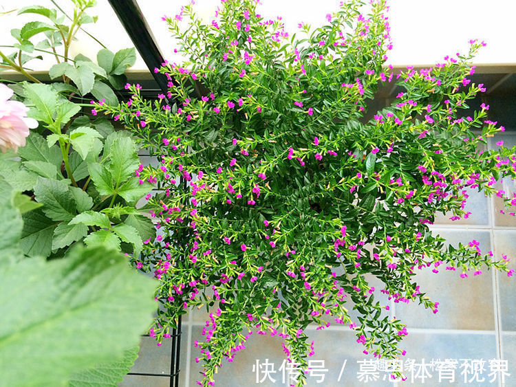 青山玉泉|养花就养这几款,旺财又养人,日子越过越好,值得拥有!