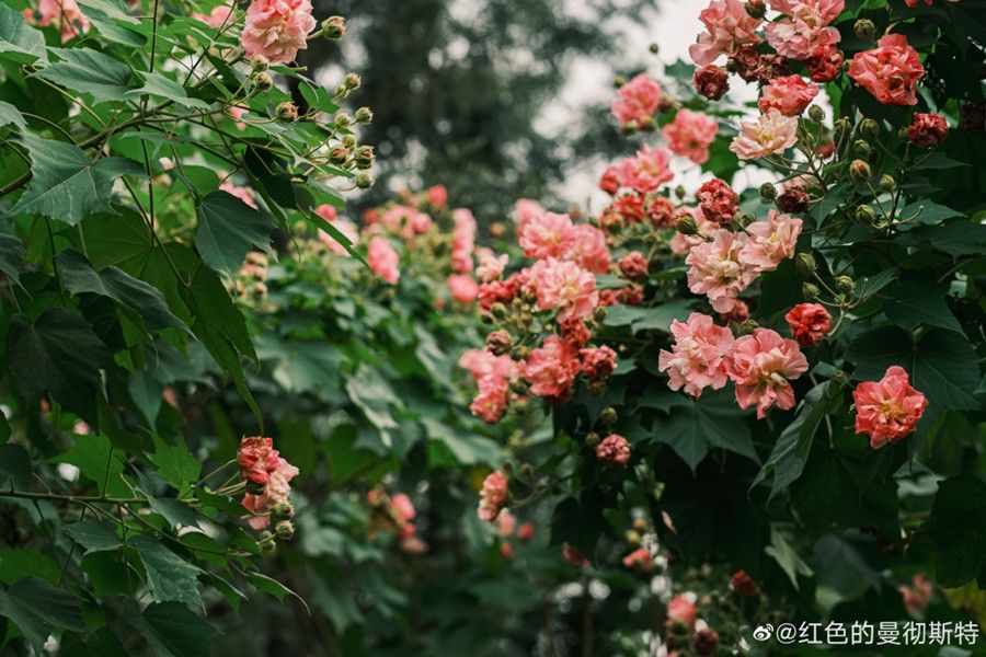 天府芙蓉园|C位出道！成都50000株芙蓉花开了