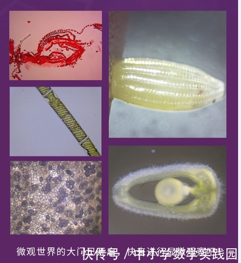 介绍|新书介绍:《探索微观世界》