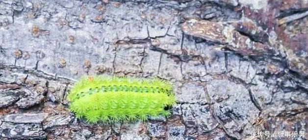 被“洋辣子”蜇了怎么办?老农:别着急,解药就在它身上