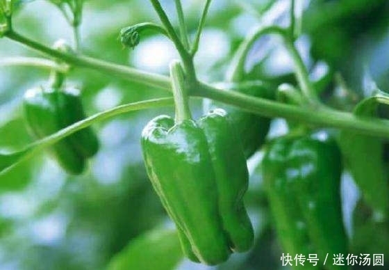 细腰|十个女人九个胖,青椒配上此物每天吃两口,细腰减小腹,轻松减重