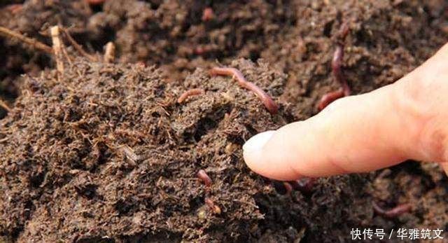 蚯蚓|用蚯蚓钓不上鱼那是方法没用对，只4招，就让你渔获翻倍