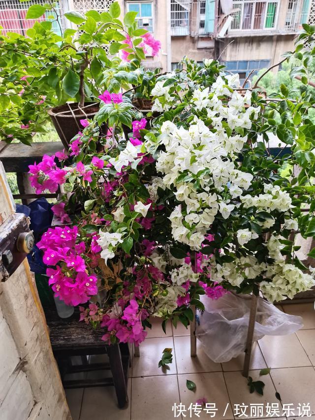 三角梅|5种花越养越上瘾,只要养好一盆,就会特别喜欢
