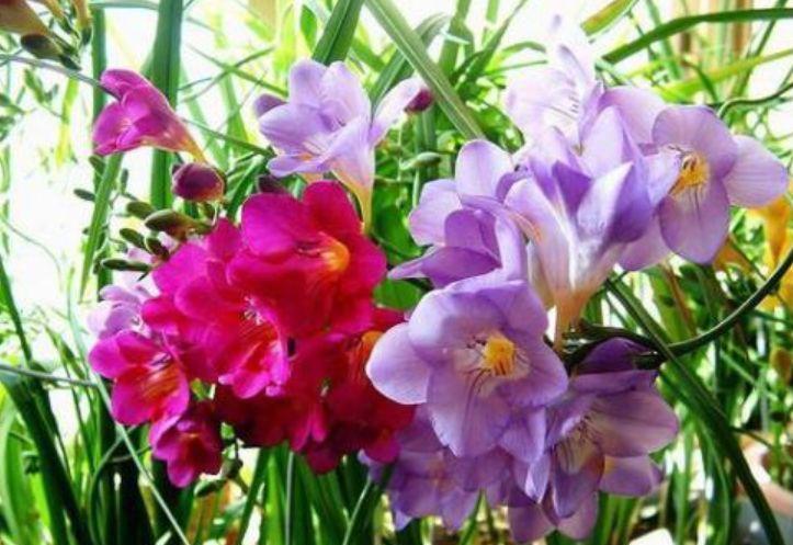 生命力超顽强的几种花卉,常年绿油油的,对待新手很友好