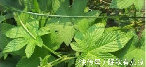 马齿笕|5种让人头疼的“害草”,个个都是“抗癌王”,比蒲公英好100倍