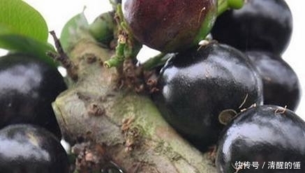 奇异理由|这些奇葩治病水果,我赌你认识不超过3个!