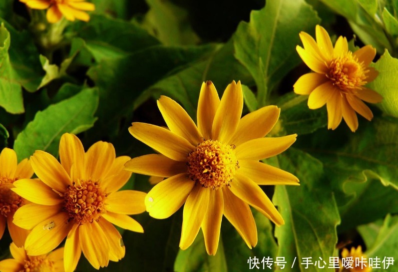 皇帝菊不好养抓住它的“小辫子”,花开上百朵,一开就是270天