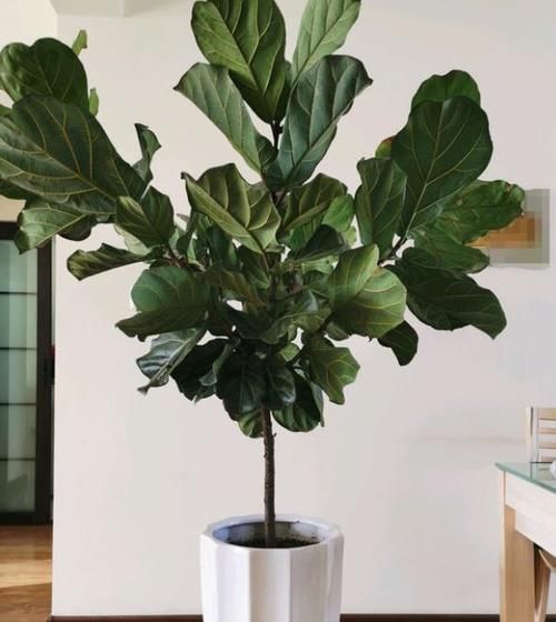 客厅摆什么植物容易养、寿命长,又不需要怎么打理?