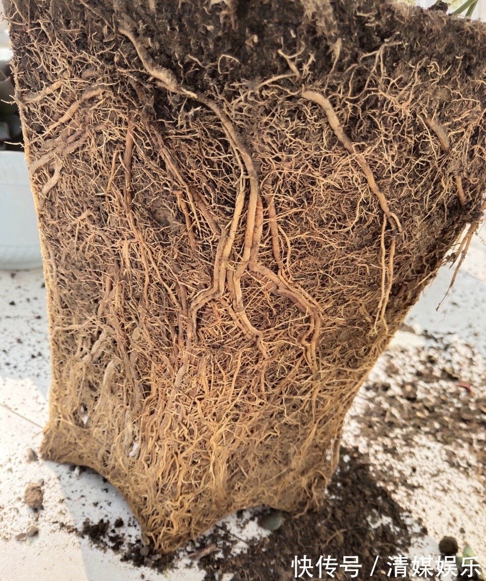 张大爷|张大爷家文竹养6年,长到1米5,变成粗壮、翠绿盆栽,年年开花