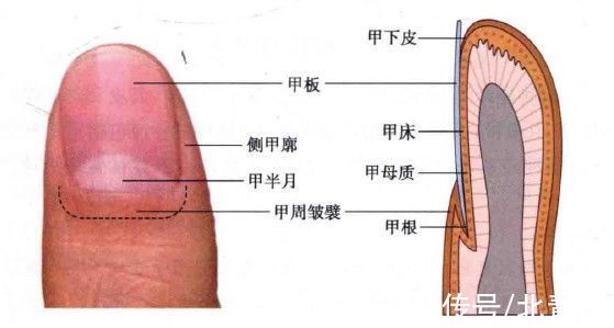 竖纹 涨知识！原来指甲有斑点、竖纹、变厚竟预示着这些病…