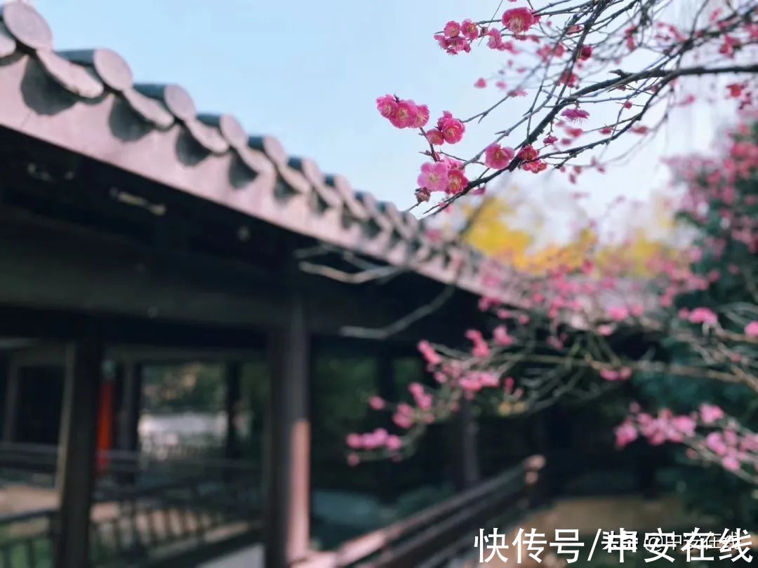 花瓣|超美！阜阳全年“赏花地图”出炉！建议收藏→