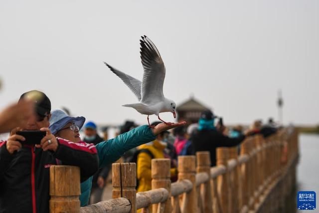 秋日居延海：碧波荡漾、群鸟飞翔|图说 | 碧波