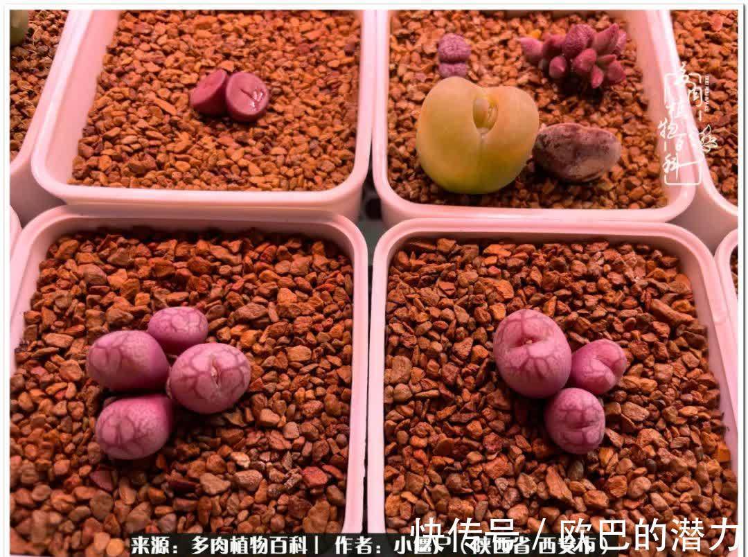 从景天到水泡和肉锥,那些年阳台种植多肉的历程!